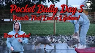 Day 5 Puppy Push-Up's! Skills & Drills w/ Quick Results.