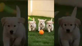 Puppies funniest running and playing moments #dog #puppy