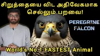 This Animal is the World's FASTEST Animal ❌ NOT Cheetah | Peregrine Falcon | Tamil