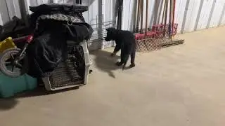 Uli von Cluskey Working Line German Shepherd Puppy Searching Breezeway