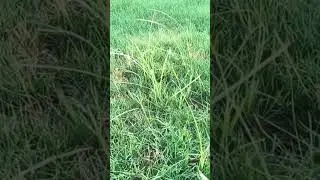 What does Nutsedge look like? Here&rsquo;s what nutsedge look like
