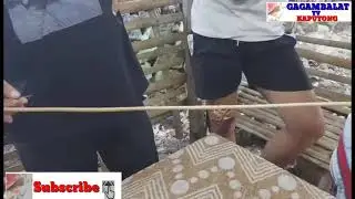 spider fighting compilation, SuperGload #D49 user from Rizal