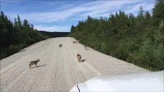 Jungw&ouml;lfe am heulen.