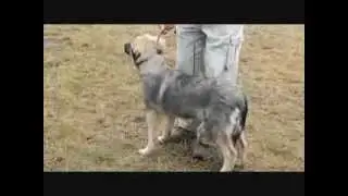 CAC Trbovlje 2013 - Klub kraških ovčarjev Slovenije