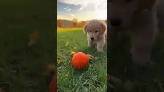 Will It Catch the Ball?! 🐶⚽ #shorts