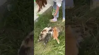 Kittens#shorts#cats#catslife#funnycats#catsgames#kittenseat#animals#animalslife