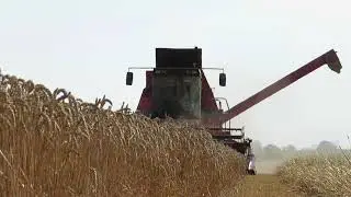 Graan dorsen | 2020 | Threshing grain | Massey Ferguson 29xp |