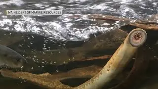 Thousands of Lamprey Eels spotted in Maine river