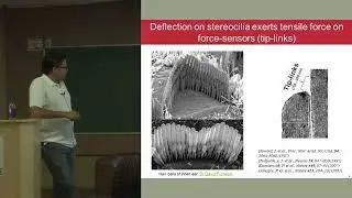 10. L10 Force-clamp spectroscopy and data analysis using example of Tip-link of inner ear