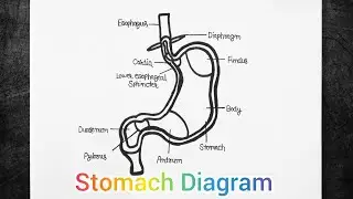 how to draw stomach anatomy diagram
