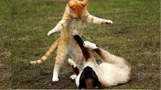 Funny Cats 2030 | Watch Hilarious Cat Stunts Compilation!