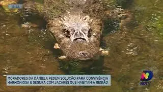 Moradores da Daniela pedem solu&ccedil;&atilde;o para conviv&ecirc;ncia segura com jacar&eacute;s que habitam a regi&atilde;o