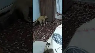 gatito cazador de ratones 😎 #gatos #gatitos #casa #cocina #ratas #ratones #raton