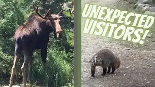 Unexpected Cabin Guests and Visitors. Badger Stare Down!