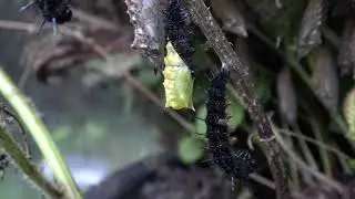 Caterpillar to Chrysalis - Timelapse (Peacock Butterfly)