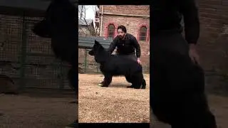 Black German Shepherd Long Hair 😱 #viralvideo #blackgsd #trendingnow #viralchallenge #germanshepherd