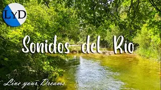 Sereno Verano 🐸 Relajante Sonido de Agua, R&iacute;o y P&aacute;jaros para Descansar