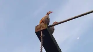 De dag begroeten