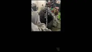 Babe Alert Remix