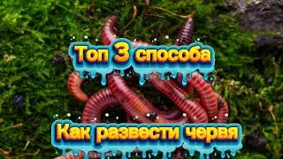 Топ 3 способа как развести червя у себя дома.