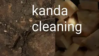 Yam cleaning/ kanda cleaning/ಕಂದ  /கந்தா/कांडा