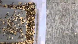 Sorting Cucumber Seeds by AMVT (Meyer) Color Sorter