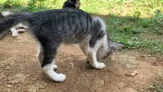 Realistic Cat Fight Noises &mdash; Warning: Loud