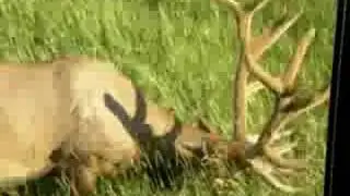 sleepy elk