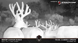 Bishop Canyon Ranch- Trail Camera Video_10.20.2025