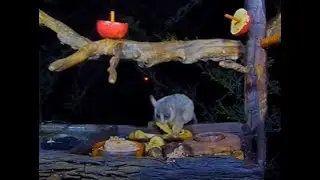 Ever Wonder What Sound a Bush Baby Makes?? ... South Africa Feeder Cam BWHQ