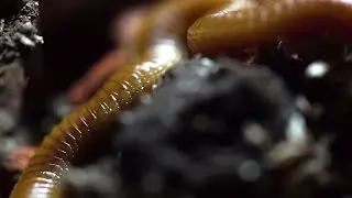 The centipede Himantarium (Geophilomorpha)