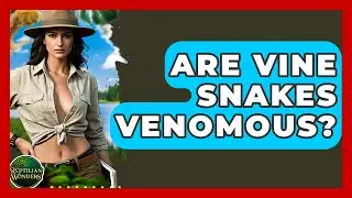 Are Vine Snakes Venomous? - Reptilian Wonders
