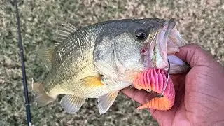 Trying The  Bellows Gill Bait