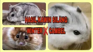 HAMSTER HYBRID ‼️  kawin silang winter ❌ cambel anak nya lucu lucu