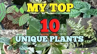 TOP 10 MOST BEAUTIFUL PLANT IN CEBU NORTH