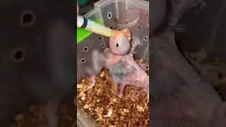 #ringneckparrotbirds #hand_feeding #bird_lovers #viral #trending #youtubeshorts #cute_birds #birds