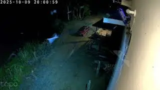 Burung Walit Makan Serangga Sebelum Masuk Ke Ruang Inap