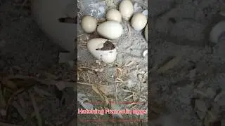 Francolin egg hatching #youtubeshorts #youtube #ytshorts