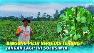Budidaya terong lalap | Hasil super dahsyat !!