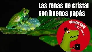 Las ranas de cristal son buenos pap&aacute;s (y no se rompen)