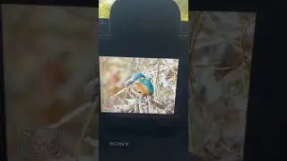 Kingfisher photography- using a hide #sonyalpha #photography #kingfisher