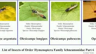 List of Insects of Order Hymenoptera Family Ichneumonidae Part 6 netelia ophion mnioes olesicampe