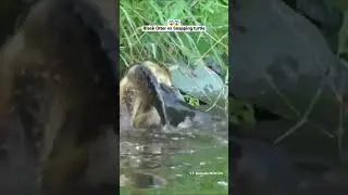 Black Otter vs Snapping Turtle  Wildlife   😱 #shorts #animals #viral