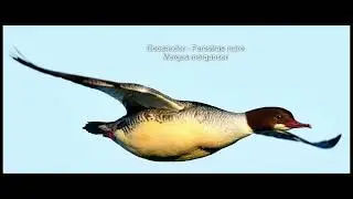 water birds from Danube Delta   Romania