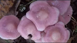 Mycena rosea -  Rosy Bonnet -  Rosa Rettich-Helmling  4k