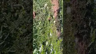 melancia de Ava&iacute; sp(4)