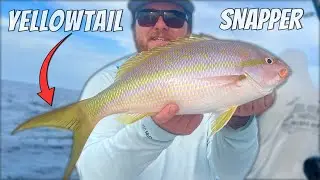 Catching BIG YELLOWTAIL Snapper!