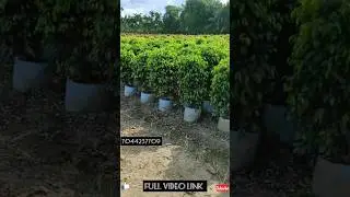 बोहोती कम दाम मे फाइकस, रेडमाचारा, ओर सिजिनियम खरीदिए 🌿 Kolkata Plants Market 🌿📞 7044257709 #nature