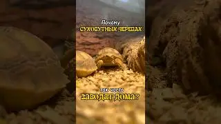А вам нравятся Сухопутные черепахи? 🐢💚 #черепаха #сухопутнаячерепаха #шпороноснаячерепаха