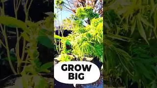 Urban Garden Lifestyle With Farmer Boy Art At The Sacramento Urban Homestead Outfit #Plant #shorts
